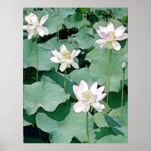 Lotus-Blüten Poster