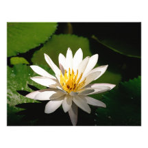 Lotus Individuelle Einladungskarte