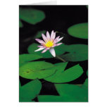 Lotus Karte