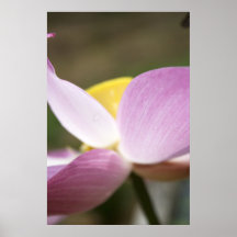 Lotus Plakatdrucke