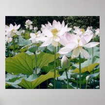Lotus Posterdrucke