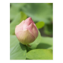 Lotus-Postkarte