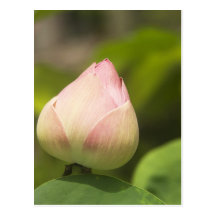 Lotus-Postkarte