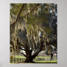 Louisiana-Eiche [Kunst-Druck] Plakat