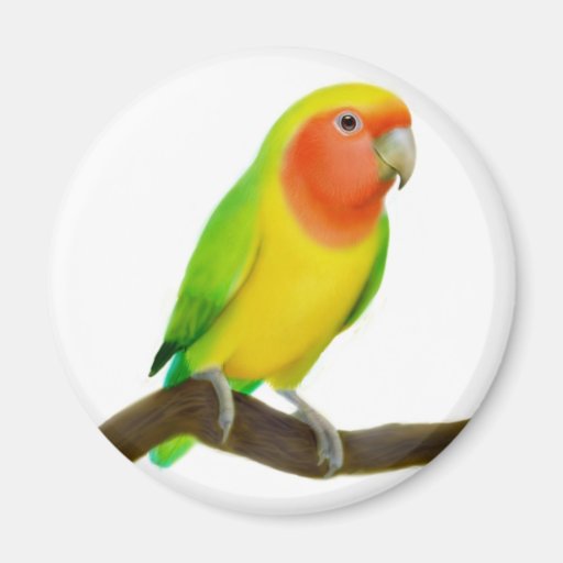 Lovebird-Magnet Magnets