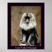 Löwe-Angebundener Macaque Plakatdruck