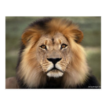 Löwe-Fotografie Postkarte