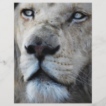 Löwe hört zu meinem Herzschlag Flyerdruck