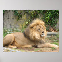Löwe Poster
