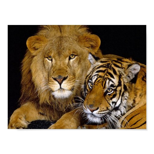 Tiger Löwe Tiger Löwe