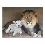 Löwe und Lamm Postkarte
