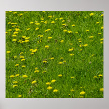 Löwen des Sommers Posterdruck
