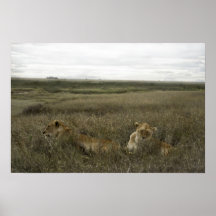 Löwen Posters
