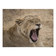 Löwin, die in Ngorongoro Krater, Tansania gähnt Kunst Fotos