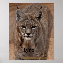Luchs 5214 plakat