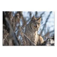 Luchs Fotografie