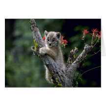 Luchs-kleines Kätzchen Kanadas Grußkarten