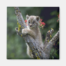 Luchs-kleines Kätzchen Kanadas Kühlschrankmagnet