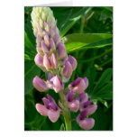 Lupine-Rosa Grußkarte