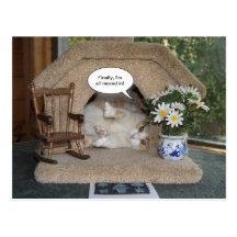 Lustige Katzen-neue Adresse bewegt Postkarte