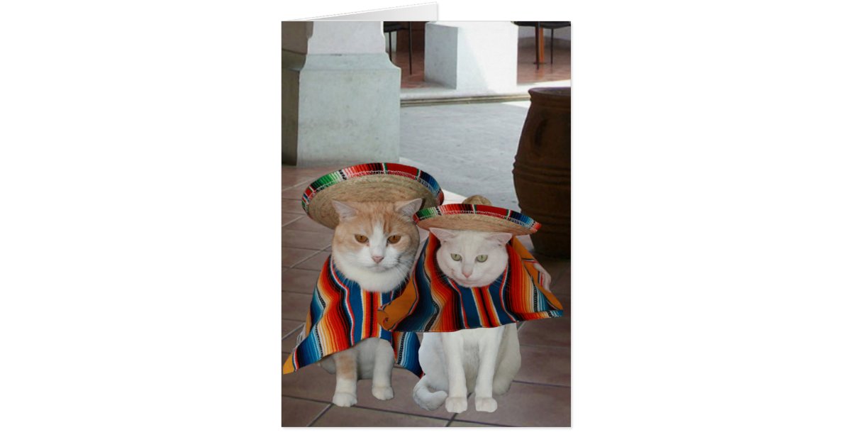 Lustige Katzen Spanischer Geburtstag Fur Ehemann Karte Zazzle Lustige Katzen Spanischer Geburtstag Fur Ehemann Karte Zazzle