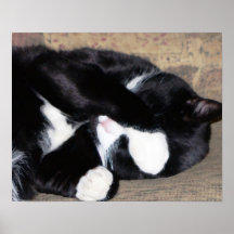 Lustige Miezekatze, die Ölgemälde z fängt Plakate