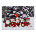 Lustige WeihnachtsMiezekatze-Katzen Grußkarten