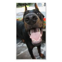 Lustiger Dobermann Photodruck