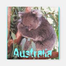 Lustiger niedlicher Koalabär Australien-Magnet