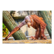 Lustiger Orang-Utan Kunst Fotos