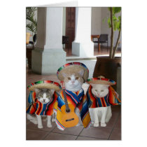 Lustiges Katzen Cinco De Mayo karten