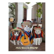 Lustiges Katzen Feliz Cinco De Mayo postkarten