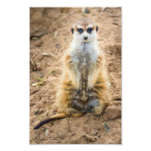Lustiges Meerkat Foto