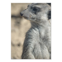 Lustiges Meerkat Foto Drucke