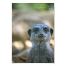Lustiges Meerkat Kunstphotos