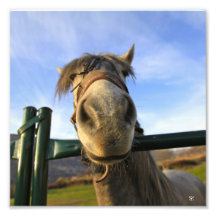 Lustiges Pferd Kunst Foto