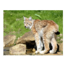 Lynx Wenskaarten