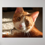 Mac-Katzen-Foto-Plakat