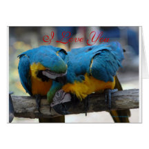 MaCaw-blaues Gold, i-Liebe Sie Grußkarten