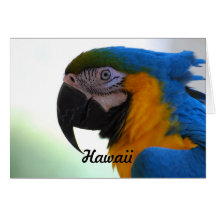 Macaw Greeting Cards