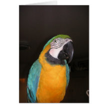 Macaw Grußkarte