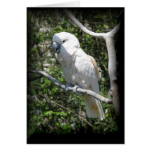 Macaw Karten