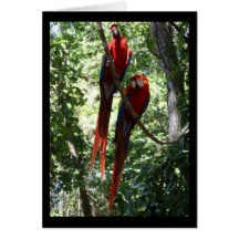 Macaw Notecard Karte