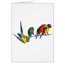 Macaw-Papagei Karten
