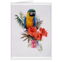 Macaw-Paradies Grußkarte