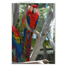 MaCaw-Scharlachrot Grußkarten