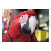 Macawgrußkarte