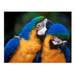 Macawpostkarte