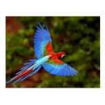 Macawpostkarte 2