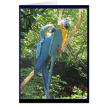 Macaws Grußkarte